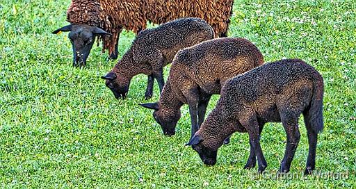 Baa Baa Brown Sheep_P1140524.jpg - Photographed near Smiths Falls, Ontario, Canada.